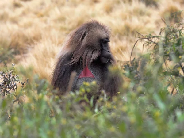 O macho Gelada, Theropithecus gelada, em Simien Montanhas da Etiópia — Fotografia de Stock