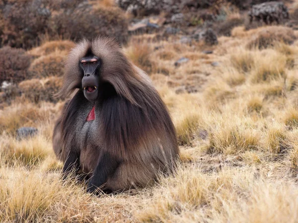 El macho Gelada, Theropithecus gelada, en las montañas Simien de Etiopía — Foto de Stock