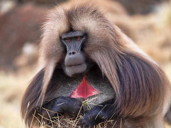 O macho Gelada, Theropithecus gelada, em Simien Montanhas da Etiópia — Fotografia de Stock