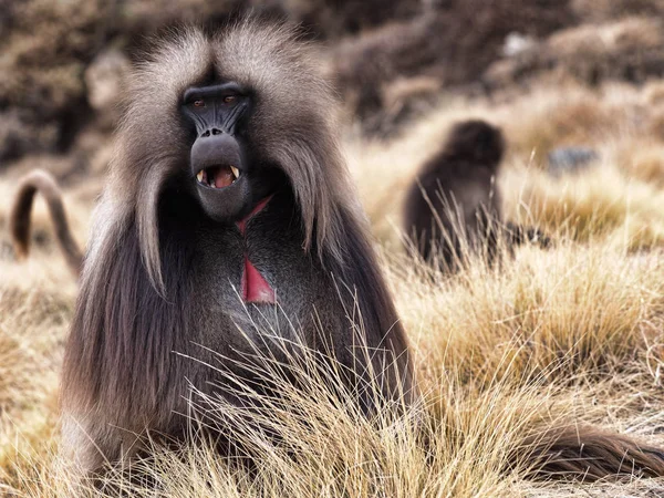 Erkek Gelada, Theropithecus gelada, Etiyopya Simien Dağları'nda