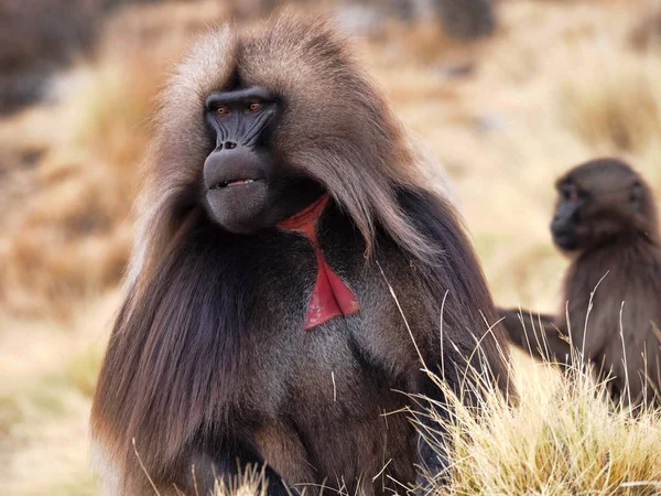 El macho Gelada, Theropithecus gelada, en las montañas Simien de Etiopía — Foto de Stock