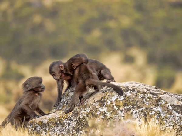 Gelada, Theropithecus gelada, jogo juvenil, em Simien Montanhas da Etiópia — Fotografia de Stock