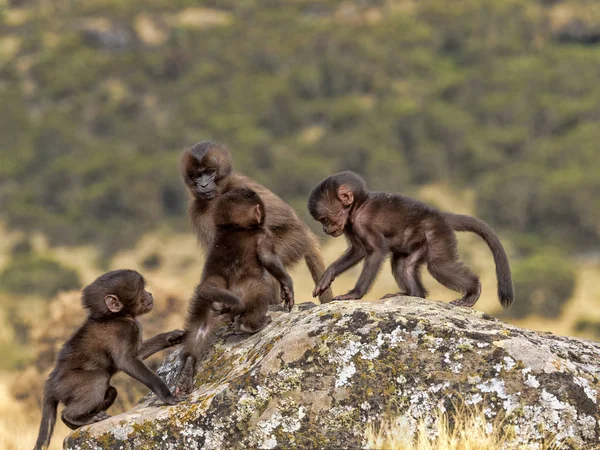 Gelada, Theropithecus Gelada, jeugd spel, in het Simien gebergte in Ethiopië — Stockfoto