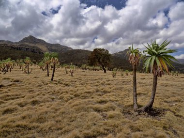 Kuru otlak ve lobelia Lobelia rhynchopetalum In Simien Dağları Milli Parkı, Etiyopya 