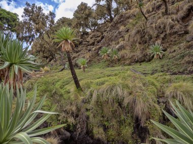 Lobelia Lobelia rhynchopetalum ile Simien Dağları Milli Parkı, Etiyopya