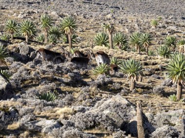 Çok nadir walia ibex bir sürü, Capra simien dağların milli parkı, Etiyopya dağlarında yüksek walie.