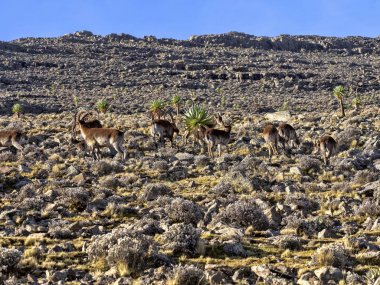 Çok nadir walia ibex bir sürü, Capra simien dağların milli parkı, Etiyopya dağlarında yüksek walie.