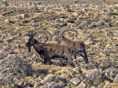 Büyük erkek nadir Walia ibex, Capra walie, Simien dağları milli parkı, Etiyopya.