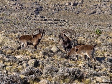 Çok nadir walia ibex bir sürü, Capra simien dağların milli parkı, Etiyopya dağlarında yüksek walie.