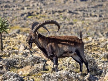 Büyük erkek nadir Walia ibex, Simien dağları milli parkı yüksek dağlarda Capra walie, Etiyopya.