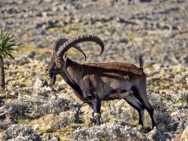 Large male rare Walia ibex, Capra walie in high mountains of Simien mountains national park, Ethiopia. clipart