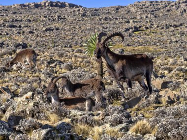 Çok nadir walia ibex bir sürü, Capra simien dağların milli parkı, Etiyopya dağlarında yüksek walie.