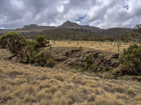 Prados secos e lobelia Lobelia rhynchopetalum em Simien Mountains National Park, Etiópia — Fotografia de Stock