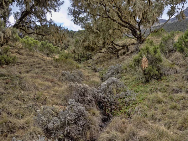 Dry grassland and lobelia Lobelia rhynchopetalum in Simien Mountains National Park, Ethiopia — Stock Photo, Image