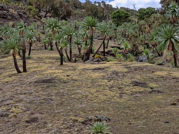 Сухие луга и лобелия Lobelia rhynchopetalum в Национальном парке Simien Mountains, Эфиопия — стоковое фото