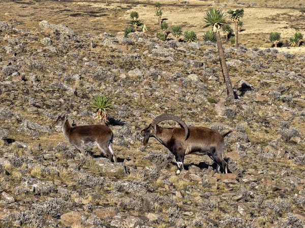 Uma manada de walia ibex muito rara, Capra walie no alto nas montanhas do parque nacional Simien montanhas, Etiópia . — Fotografia de Stock