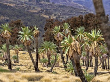 Simien dağları nadir lobelia standları ile milli park dağları, Lobelia rhynchopetalum, Etiyopya.