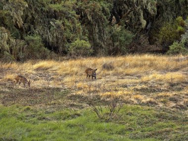 Çok nadir Menelik bushbuck, Tragelaphus scriptus menelik i, Simien dağları milli parkı, Etiyopya.
