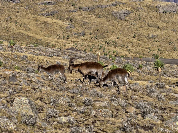 Uma manada de walia ibex muito rara, Capra walie no alto nas montanhas do parque nacional Simien montanhas, Etiópia . — Fotografia de Stock