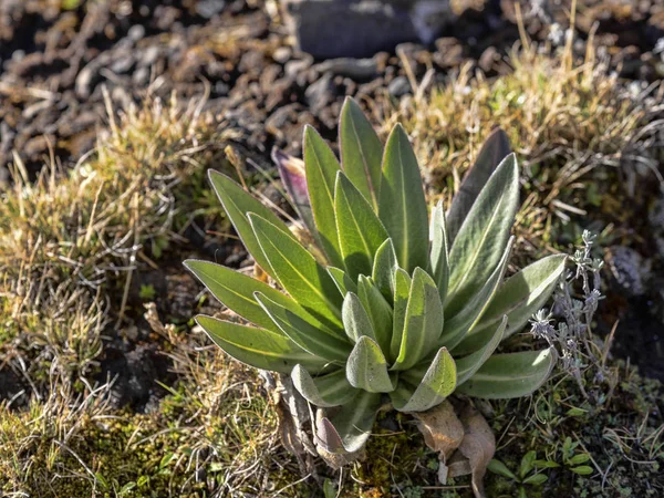 Малі Лобелія, Лобелія rhynchopetalum високо в горах Simien гори Національний парк, Ефіопія. — стокове фото