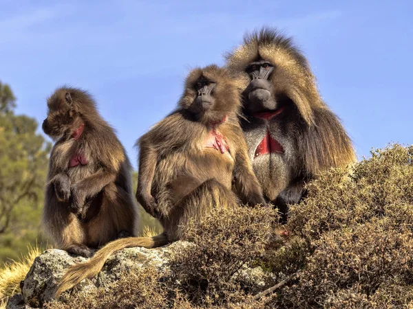 Grupo Gelada, gelada Theropithecus, nas Montanhas Simien da Etiópia — Fotografia de Stock