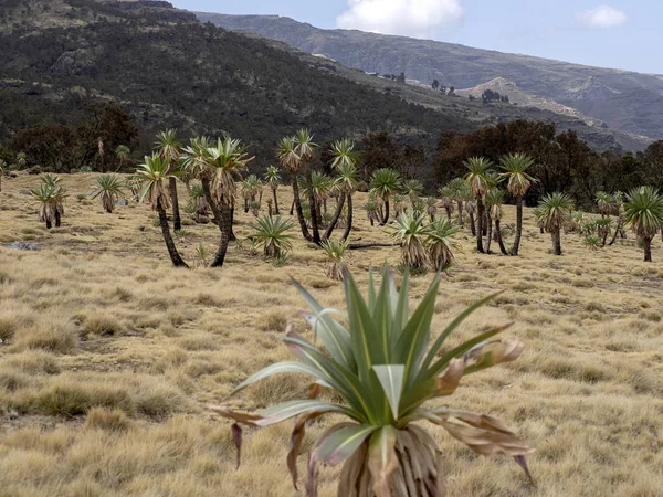 Simien dağları nadir lobelia standları ile milli park dağları, Lobelia rhynchopetalum, Etiyopya.