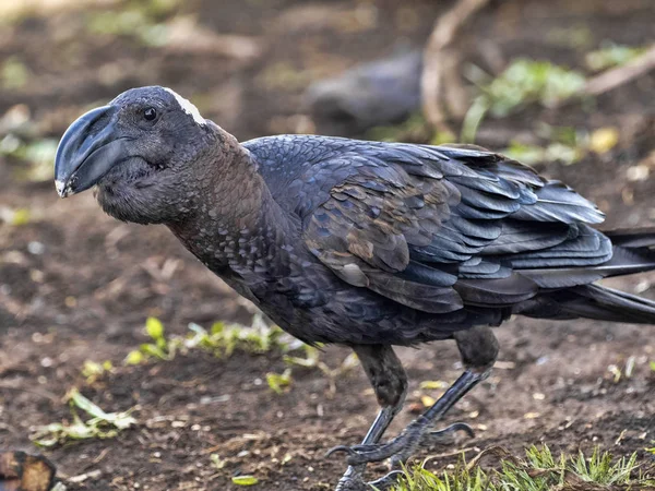 Tjocknäbbad korp, Corvus crassirostris, i Simien Mountains nationalpark, Etiopien. — Stockfoto