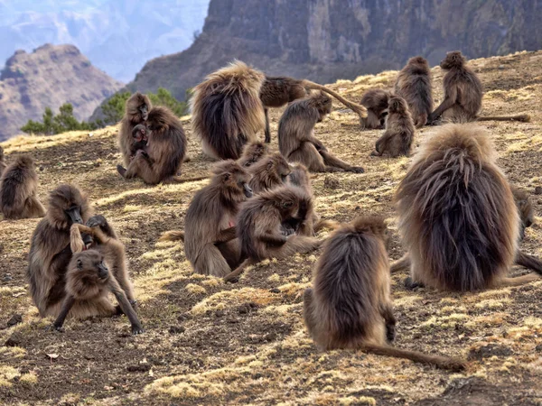 Grande grupo de Gelada, gelada Theropithecus, nas encostas do Parque Nacional Simien Mountgais, Etiópia — Fotografia de Stock