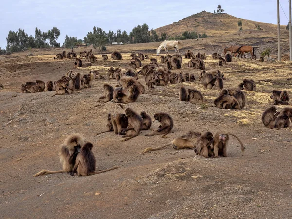 Het grote bos van Gelada, Theropithecus Gelada, op de hellingen van het nationaal park Simien Mountgais in Ethiopië — Stockfoto