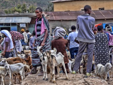 Axum, Etiyopya, 27 Nisan. 2019, çiftlik hayvanları ile renkli Pazar, Nisan 27. 2019, Axum, Etiyopya,