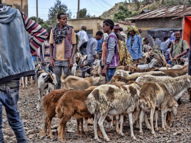 Axum, Etiyopya, 27 Nisan. 2019, çiftlik hayvanları ile renkli Pazar, Nisan 27. 2019, Axum, Etiyopya,