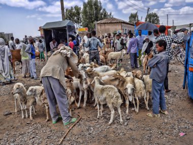 Axum, Etiyopya, 27 Nisan. 2019, çiftlik hayvanları ile renkli Pazar, Nisan 27. 2019, Axum, Etiyopya,