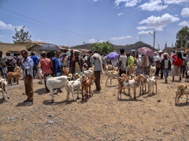 Axum, Etiyopya, 27 Nisan. 2019, çiftlik hayvanları ile renkli Pazar, Nisan 27. 2019, Axum, Etiyopya,