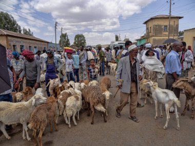 Axum, Etiyopya, 27 Nisan. 2019, çiftlik hayvanları ile renkli Pazar, Nisan 27. 2019, Axum, Etiyopya,