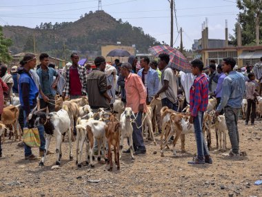 Axum, Etiyopya, 27 Nisan. 2019, çiftlik hayvanları ile renkli Pazar, Nisan 27. 2019, Axum, Etiyopya,