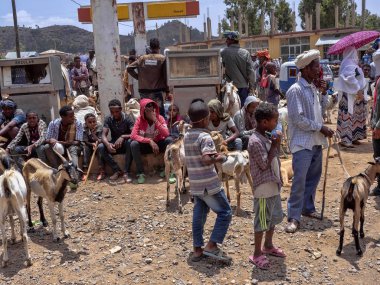 Axum, Etiyopya, 27 Nisan. 2019, çiftlik hayvanları ile renkli Pazar, Nisan 27. 2019, Axum, Etiyopya,