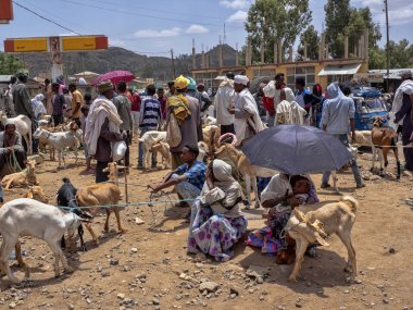 Axum, Etiyopya, 27 Nisan. 2019, çiftlik hayvanları ile renkli Pazar, Nisan 27. 2019, Axum, Etiyopya,
