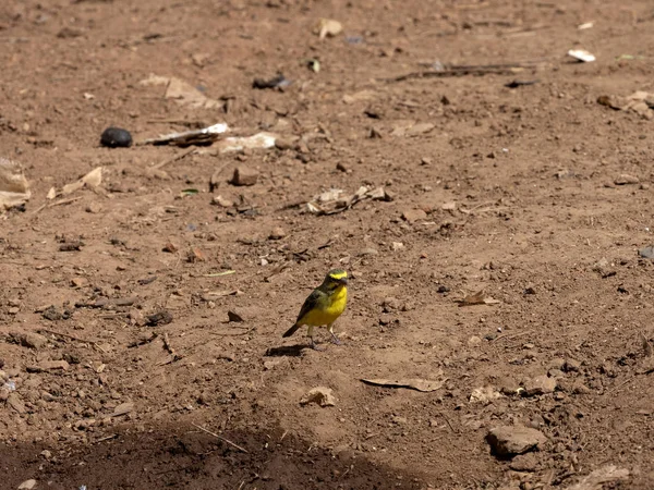 Diverse specie di tessitori attendono in una pozza d'acqua, l'Etiopia — Foto Stock