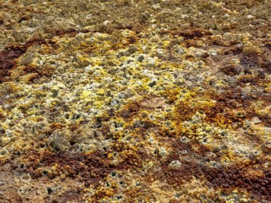 Danakil depresyonundaki tuz kristalleri çeşitli boyutlarda katı kraterler oluşturur. Etiyopya