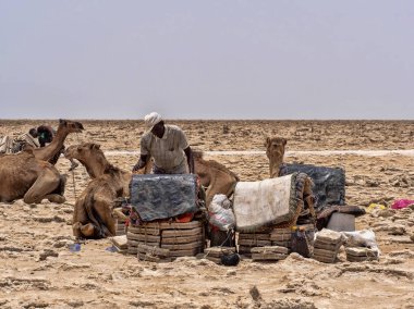 Danakil Depresyonu, Etiyopya, 29 Nisan.2019, Afars muhtemelen dünyanın en sert insanlardır. Danakil depresyonunda tuz, 29 Nisan'da insanlık dışı koşullar altında üretilir. 201, Danakili