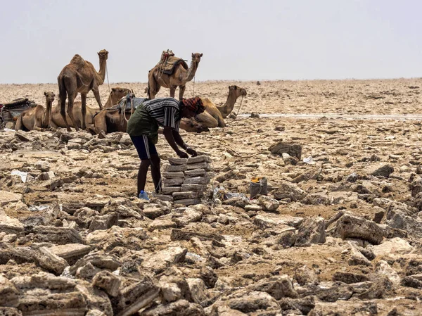 DEPRESIÓN DE DANAKIL, ETIOPÍA, 29 DE ABRIL DE 2019, Los Afars son probablemente las personas más duras del mundo. En la depresión de Danakil, la sal se extrae en condiciones inhumanas, el 29 de abril. 201, Danakili — Foto de Stock