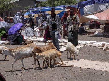 Mekele, Etiyopya, 30 Nisan. 2019, Boy sarılmış fındık satıyor, 30 Nisan. 2019, Mekele, Etiyopya