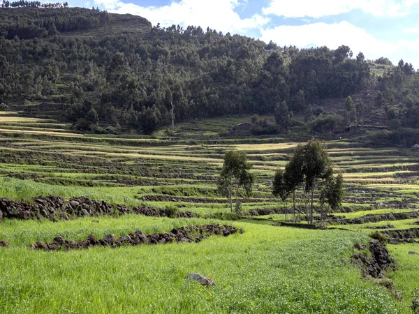 Champs en terrasses cultivés, Éthiopie — Photo