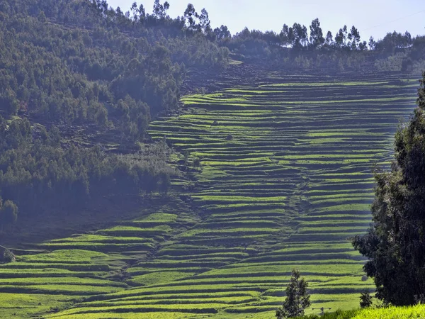 Zelené terasovité pole v horách, provincie Amhara, Etiopie. — Stock fotografie