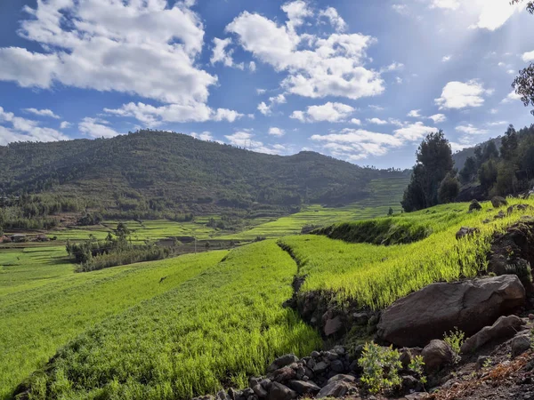 Campos verdes en terrazas en las montañas, provincia de Amhara, Etiopía . — Foto de Stock