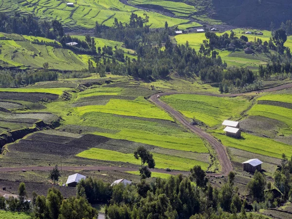 Zelené terasovité pole v horách, provincie Amhara, Etiopie. — Stock fotografie
