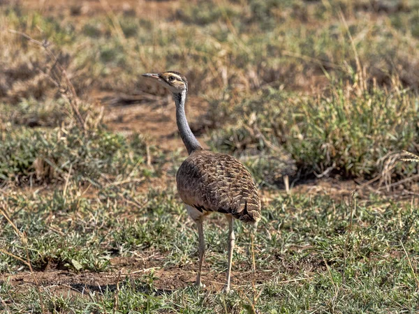 White-bellied Bustard, Eupodotis senegalensis, Awash National Park, Ethiopia — Stock Photo, Image