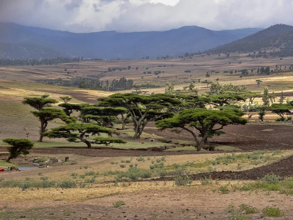 Belle acacia dans le nord, Ethiopie — Photo