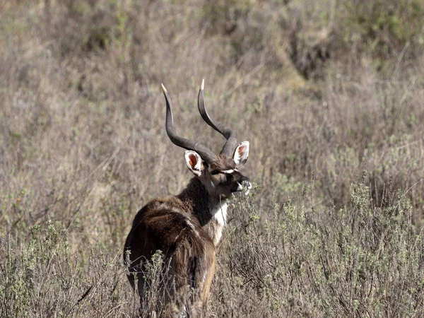 Masculino muito raro Mountain nyala, Tragelaphus buxtoni, Bale mountains, Ethiopia — Fotografia de Stock