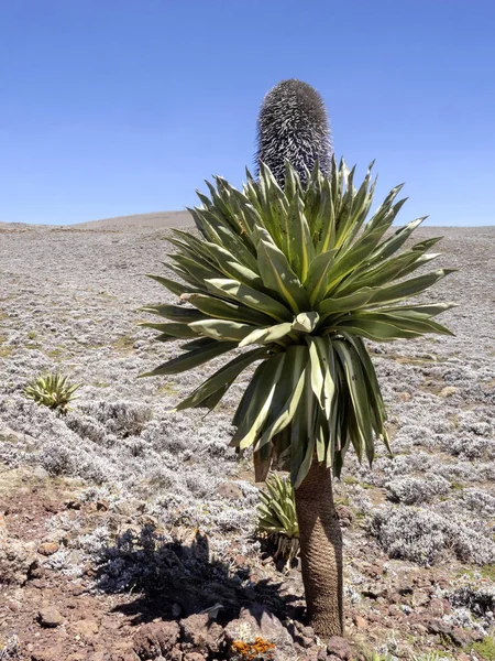 Paisagem com grandes plantas de lobelia, Lobelia rhynchopetalum, Bale National Park, Etiópia . — Fotografia de Stock